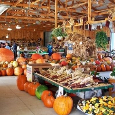 Butterfield-Farm-Market-Pumpkins2-1f96c0935056a36_1f96c24d-5056-a36a-0976e0279742aafc-min